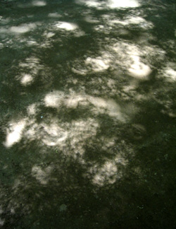 mischievous leaves.JPG